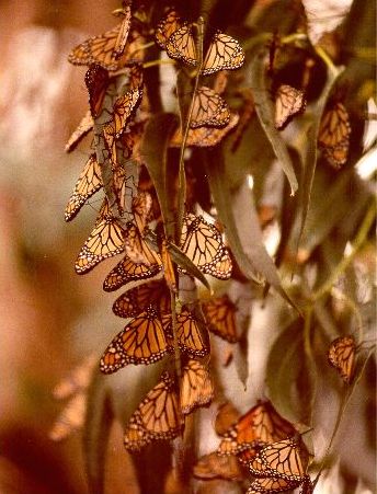 Monarchs wintering over in Monterey