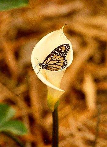 Cala lily butterfly