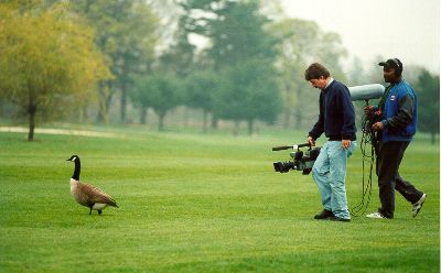 here goosey, goosey, goose