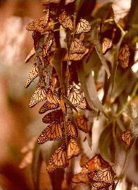 Monarchs wintering over in Monterey