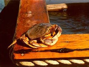 Buster Crab visits Southern California