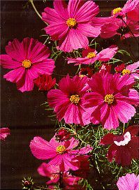 Mendocino flowers